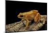 Mantella Aurantiaca (Golden Mantella)-Paul Starosta-Mounted Photographic Print