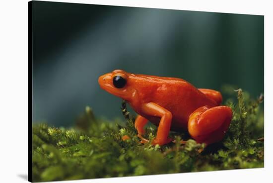 Mantella Aurantiaca-DLILLC-Stretched Canvas