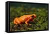 Mantella Aurantiaca-DLILLC-Framed Stretched Canvas