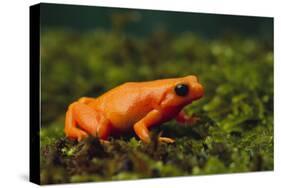 Mantella Aurantiaca-DLILLC-Stretched Canvas