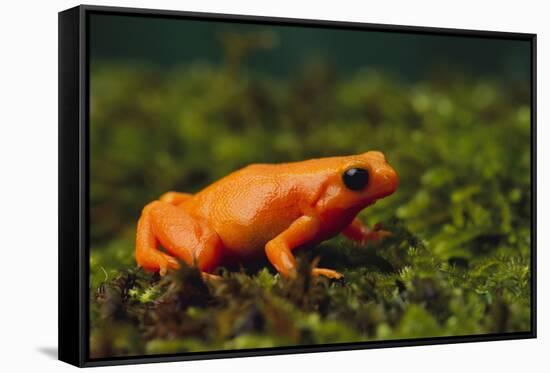 Mantella Aurantiaca-DLILLC-Framed Stretched Canvas