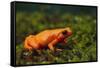 Mantella Aurantiaca-DLILLC-Framed Stretched Canvas