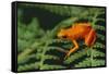 Mantella Aurantiaca-DLILLC-Framed Stretched Canvas