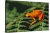 Mantella Aurantiaca-DLILLC-Stretched Canvas