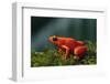 Mantella Aurantiaca-DLILLC-Framed Photographic Print