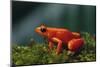 Mantella Aurantiaca-DLILLC-Mounted Photographic Print