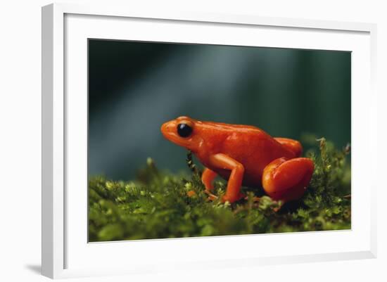 Mantella Aurantiaca-DLILLC-Framed Photographic Print