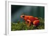 Mantella Aurantiaca-DLILLC-Framed Photographic Print