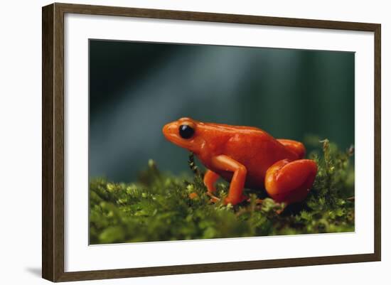 Mantella Aurantiaca-DLILLC-Framed Photographic Print