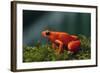 Mantella Aurantiaca-DLILLC-Framed Photographic Print