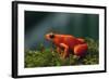 Mantella Aurantiaca-DLILLC-Framed Photographic Print