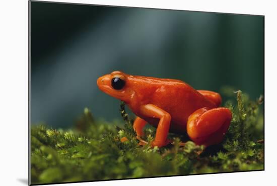 Mantella Aurantiaca-DLILLC-Mounted Photographic Print