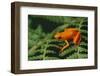 Mantella Aurantiaca-DLILLC-Framed Photographic Print