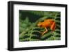 Mantella Aurantiaca-DLILLC-Framed Photographic Print