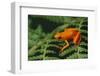 Mantella Aurantiaca-DLILLC-Framed Photographic Print