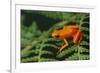 Mantella Aurantiaca-DLILLC-Framed Photographic Print