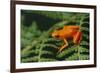 Mantella Aurantiaca-DLILLC-Framed Photographic Print