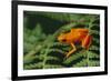 Mantella Aurantiaca-DLILLC-Framed Photographic Print