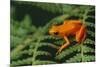 Mantella Aurantiaca-DLILLC-Mounted Photographic Print