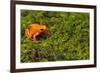 Mantella Aurantiaca-DLILLC-Framed Photographic Print