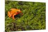 Mantella Aurantiaca-DLILLC-Mounted Photographic Print