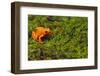 Mantella Aurantiaca-DLILLC-Framed Photographic Print