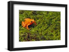 Mantella Aurantiaca-DLILLC-Framed Photographic Print