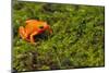 Mantella Aurantiaca-DLILLC-Mounted Photographic Print