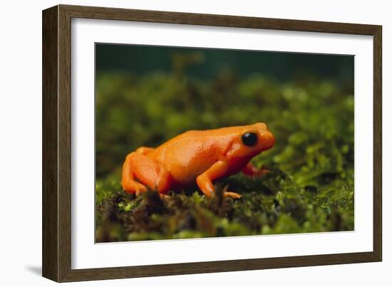 Mantella Aurantiaca-DLILLC-Framed Photographic Print