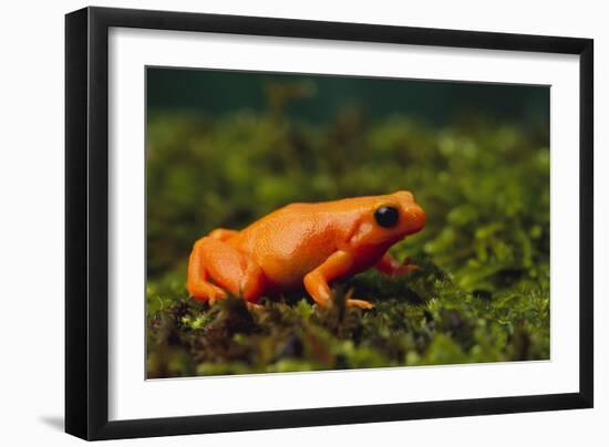 Mantella Aurantiaca-DLILLC-Framed Photographic Print