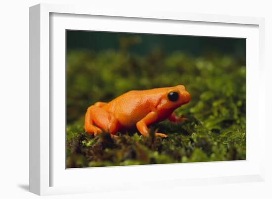 Mantella Aurantiaca-DLILLC-Framed Photographic Print