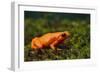 Mantella Aurantiaca-DLILLC-Framed Photographic Print