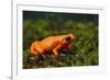 Mantella Aurantiaca-DLILLC-Framed Photographic Print