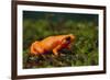 Mantella Aurantiaca-DLILLC-Framed Photographic Print