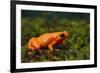 Mantella Aurantiaca-DLILLC-Framed Photographic Print