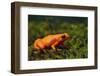 Mantella Aurantiaca-DLILLC-Framed Photographic Print