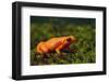 Mantella Aurantiaca-DLILLC-Framed Photographic Print