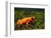 Mantella Aurantiaca-DLILLC-Framed Photographic Print