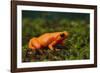 Mantella Aurantiaca-DLILLC-Framed Photographic Print