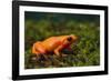 Mantella Aurantiaca-DLILLC-Framed Photographic Print