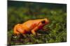 Mantella Aurantiaca-DLILLC-Mounted Photographic Print