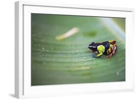 Mantella Baroni, a Frog Endemic to Madagascar, Africa-Matthew Williams-Ellis-Framed Photographic Print