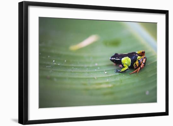 Mantella Baroni, a Frog Endemic to Madagascar, Africa-Matthew Williams-Ellis-Framed Photographic Print