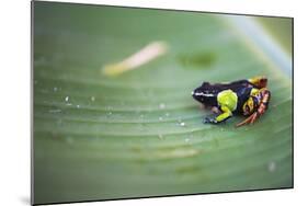 Mantella Baroni, a Frog Endemic to Madagascar, Africa-Matthew Williams-Ellis-Mounted Photographic Print