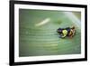 Mantella Baroni, a Frog Endemic to Madagascar, Africa-Matthew Williams-Ellis-Framed Photographic Print