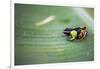 Mantella Baroni, a Frog Endemic to Madagascar, Africa-Matthew Williams-Ellis-Framed Photographic Print