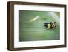 Mantella Baroni, a Frog Endemic to Madagascar, Africa-Matthew Williams-Ellis-Framed Photographic Print