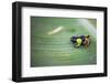 Mantella Baroni, a Frog Endemic to Madagascar, Africa-Matthew Williams-Ellis-Framed Photographic Print