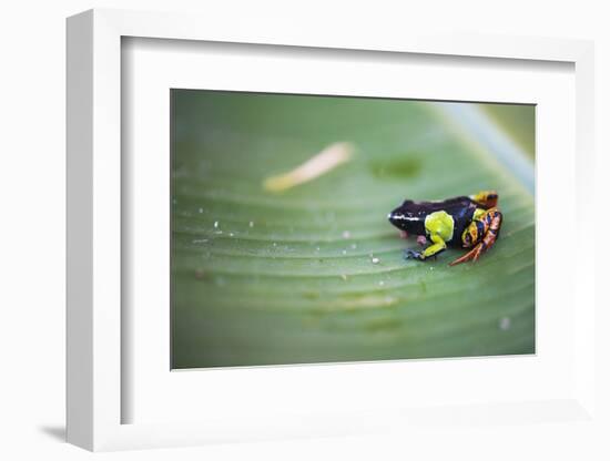 Mantella Baroni, a Frog Endemic to Madagascar, Africa-Matthew Williams-Ellis-Framed Photographic Print