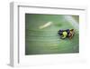 Mantella Baroni, a Frog Endemic to Madagascar, Africa-Matthew Williams-Ellis-Framed Photographic Print